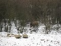 Polovnicke zdruzenie-Lipie   125